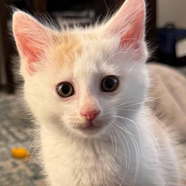 Creme, an adoptable Domestic Medium Hair in Collierville, TN image 2/6