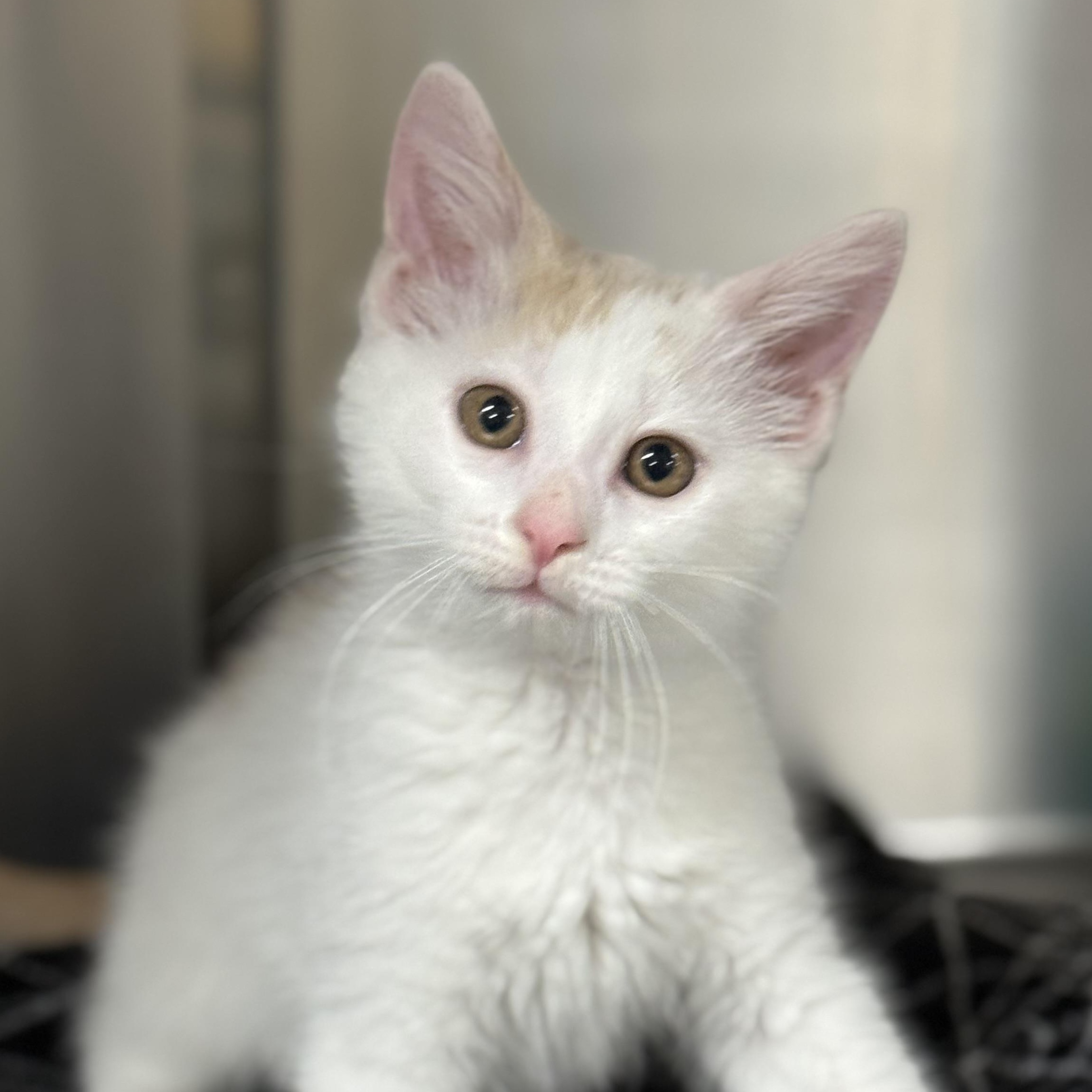 Creme, an adoptable Domestic Medium Hair in Collierville, TN image 5/6