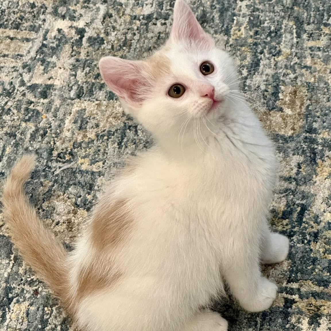 Creme, an adoptable Domestic Medium Hair in Collierville, TN image 3/6
