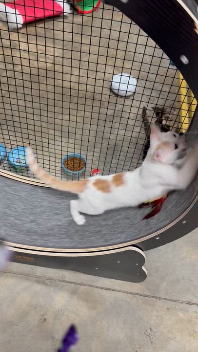Enlarge Creme, an adoptable Domestic Medium Hair in Collierville, TN video 5/5