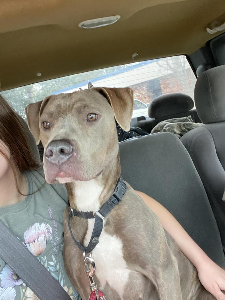 Enlarge Sadie, a Adoptable mixed breed in Scott, LA image 1/6