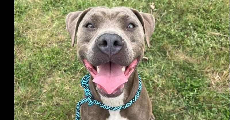 Enlarge Sadie, a Adoptable mixed breed in Scott, LA image 2/6