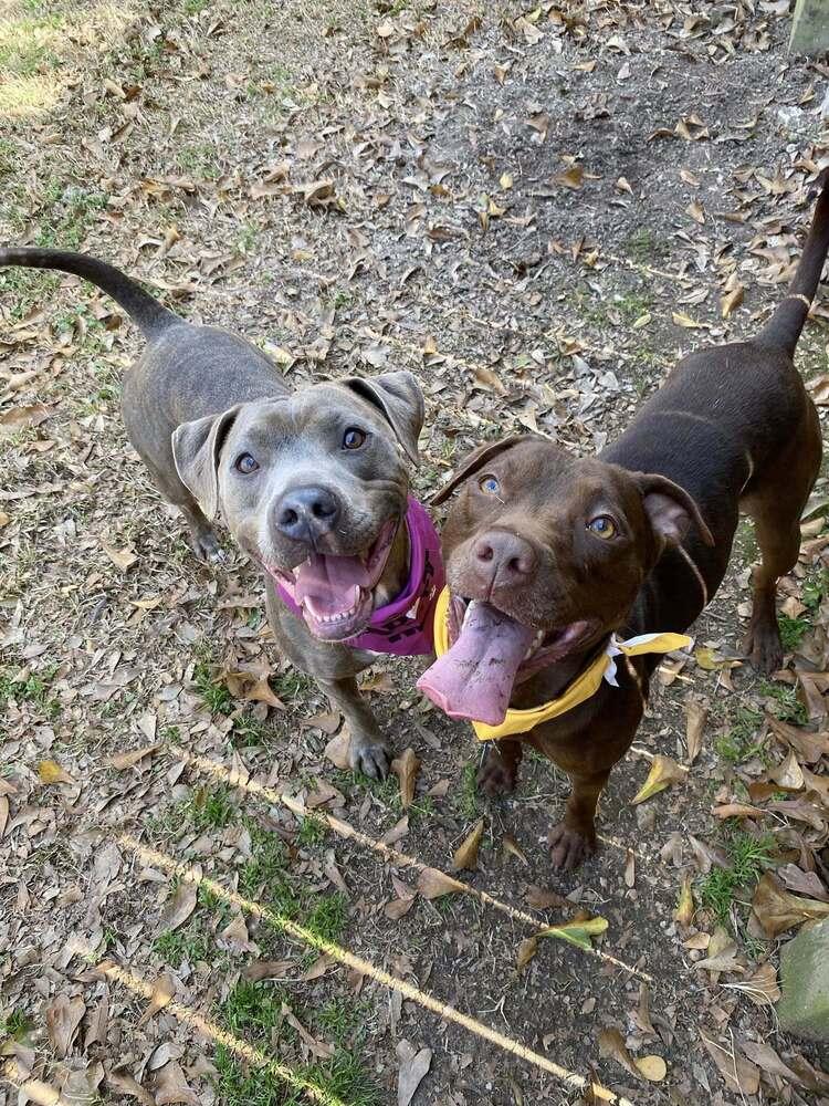 Sadie — thumbnail 3