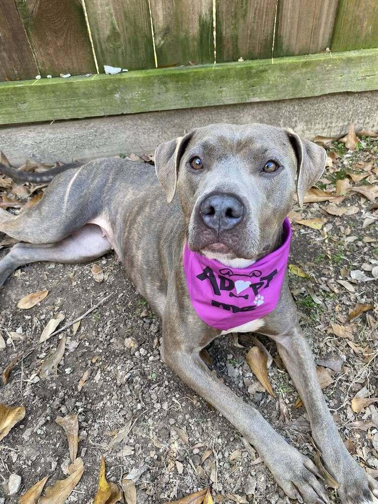 Enlarge Sadie, a Adoptable mixed breed in Scott, LA image 4/6