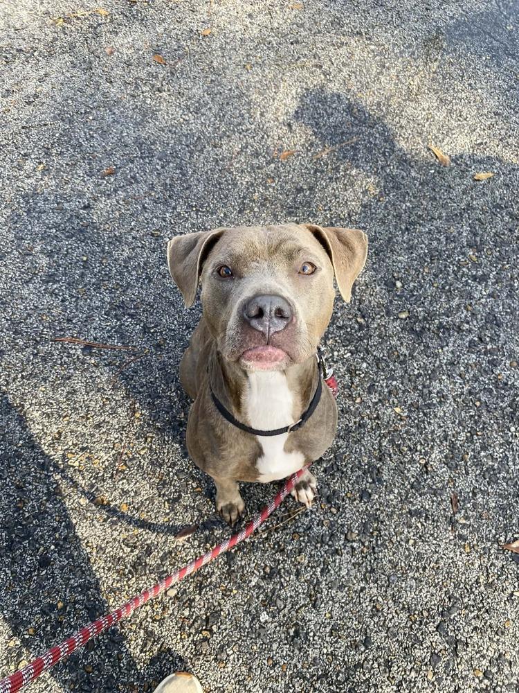 Enlarge Sadie, a Adoptable mixed breed in Scott, LA image 6/6