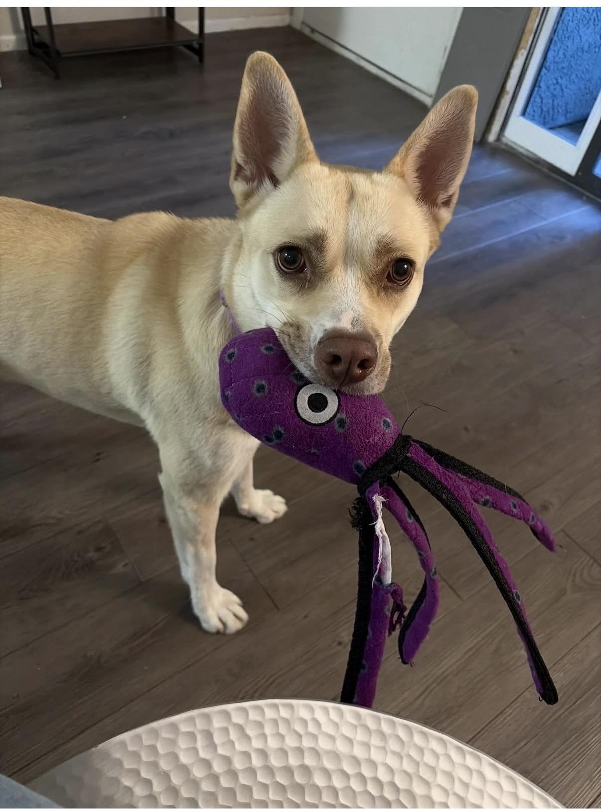 Honey Bunny, Adoptable, Adult Female Husky & Pit Bull Terrier.