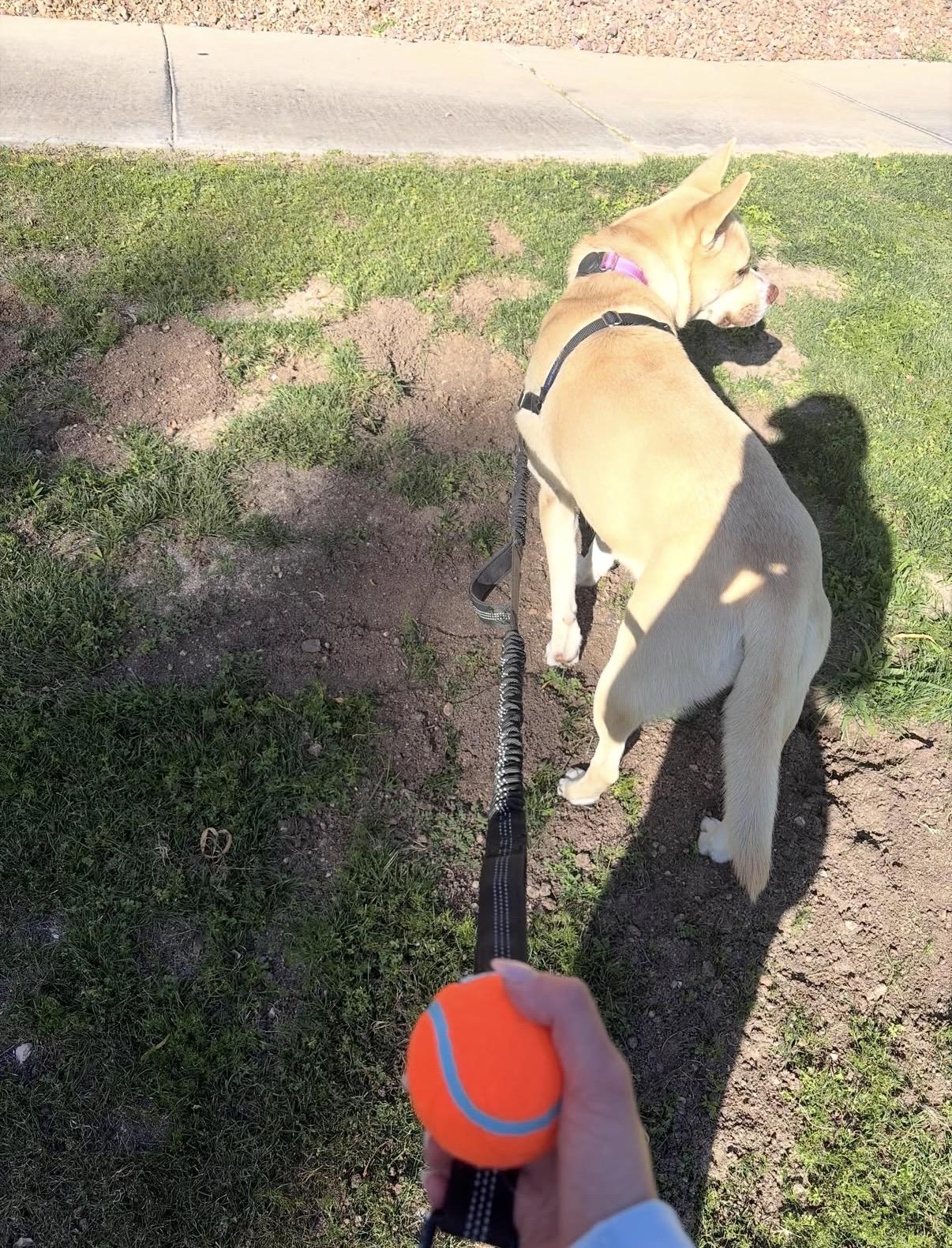 Enlarge Honey Bunny, a Adoptable mixed breed in Tucson, AZ image 2/3