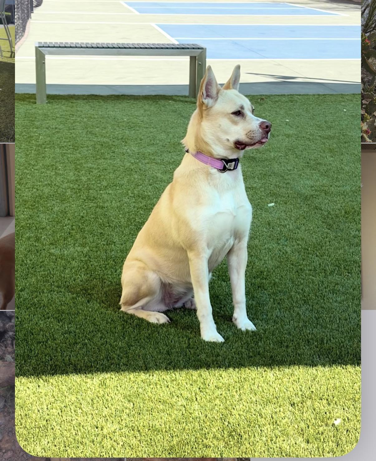 Enlarge Honey Bunny, a Adoptable mixed breed in Tucson, AZ image 3/3