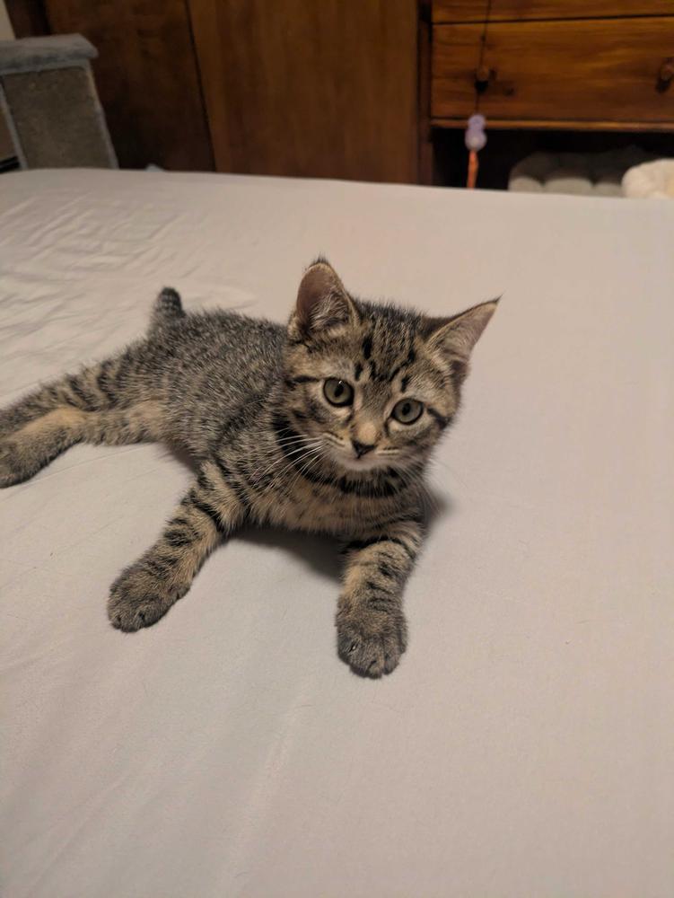 Sinatra, Adoptable, Kitten Female Domestic Short Hair.