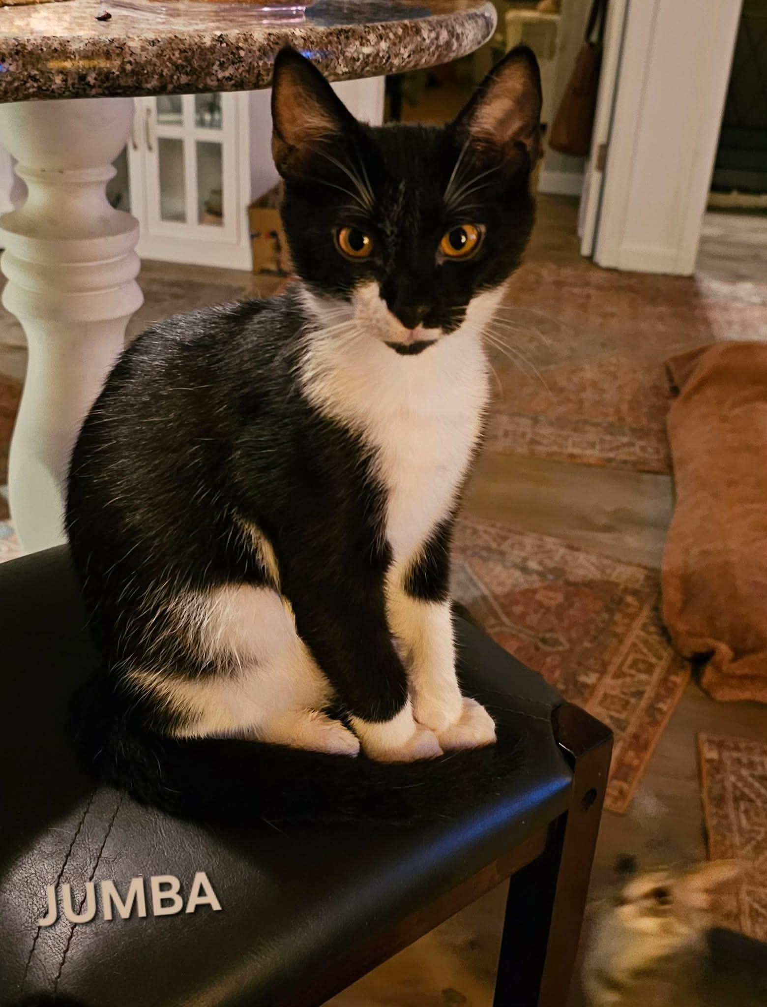 Enlarge Jumba, a Adoptable Domestic Short Hair in Fort Oglethorpe, GA image 2/6