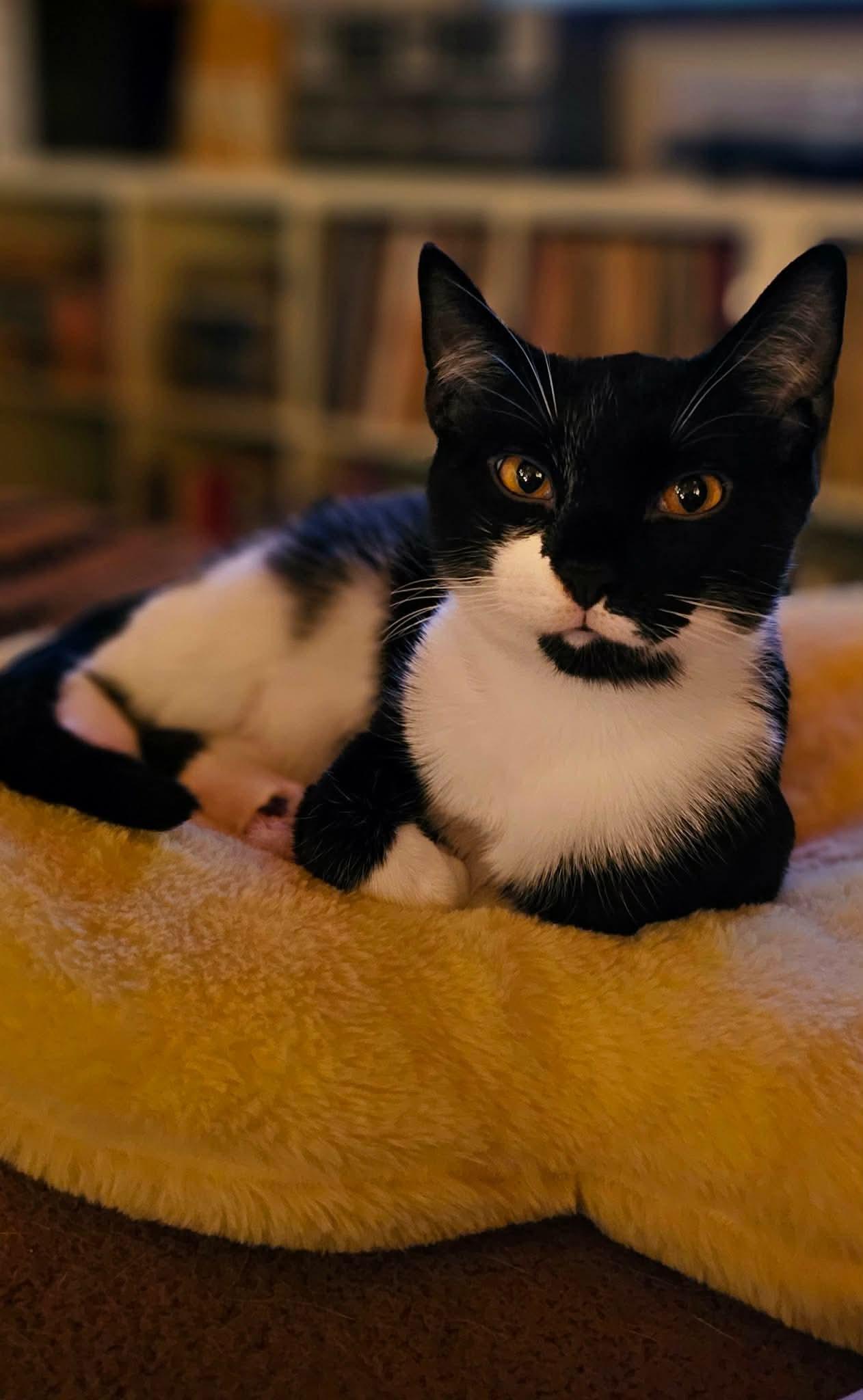 Jumba, a Adoptable Domestic Short Hair in Fort Oglethorpe, GA image 1/6