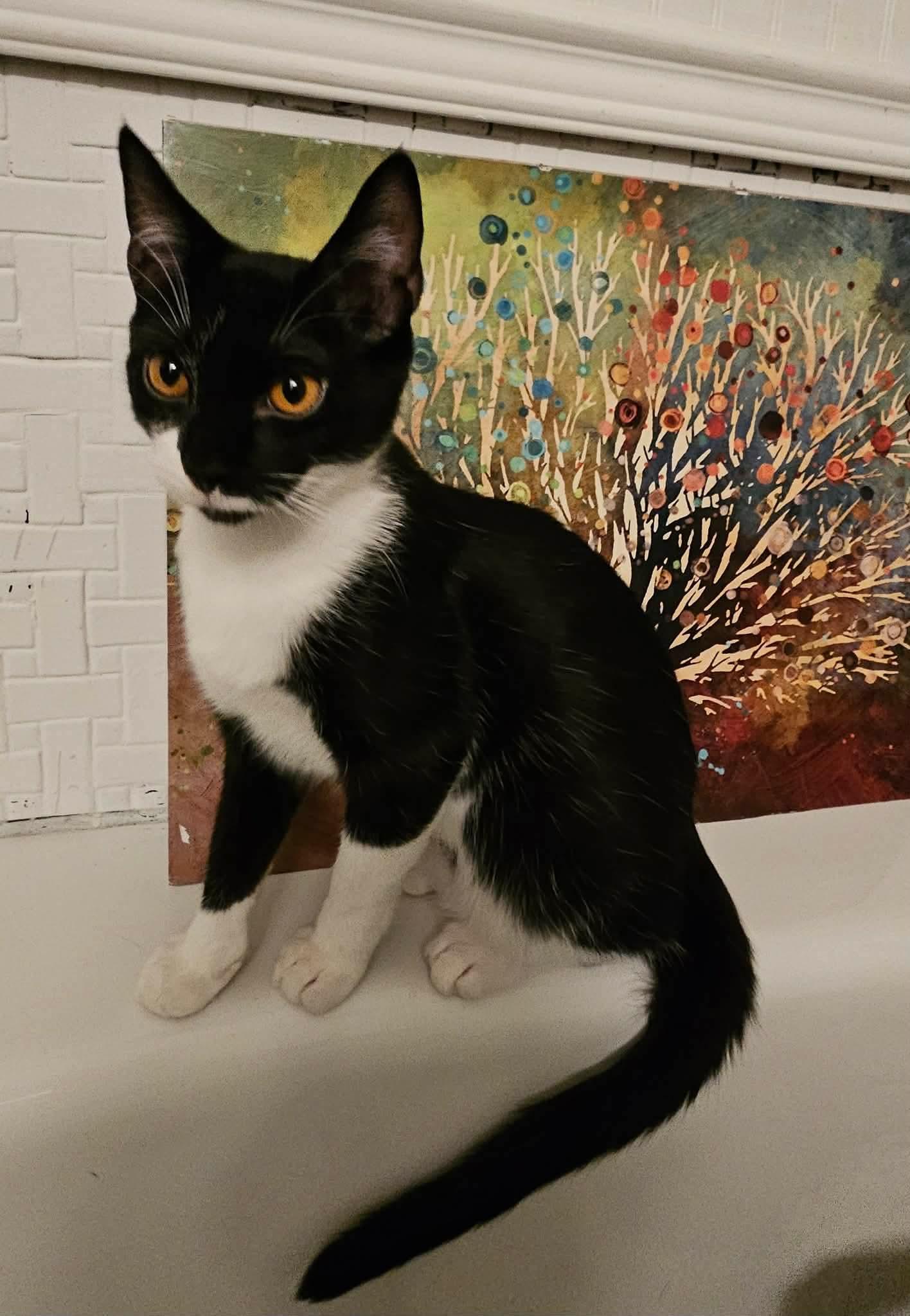 Jumba, Adoptable, Kitten Male Domestic Short Hair.