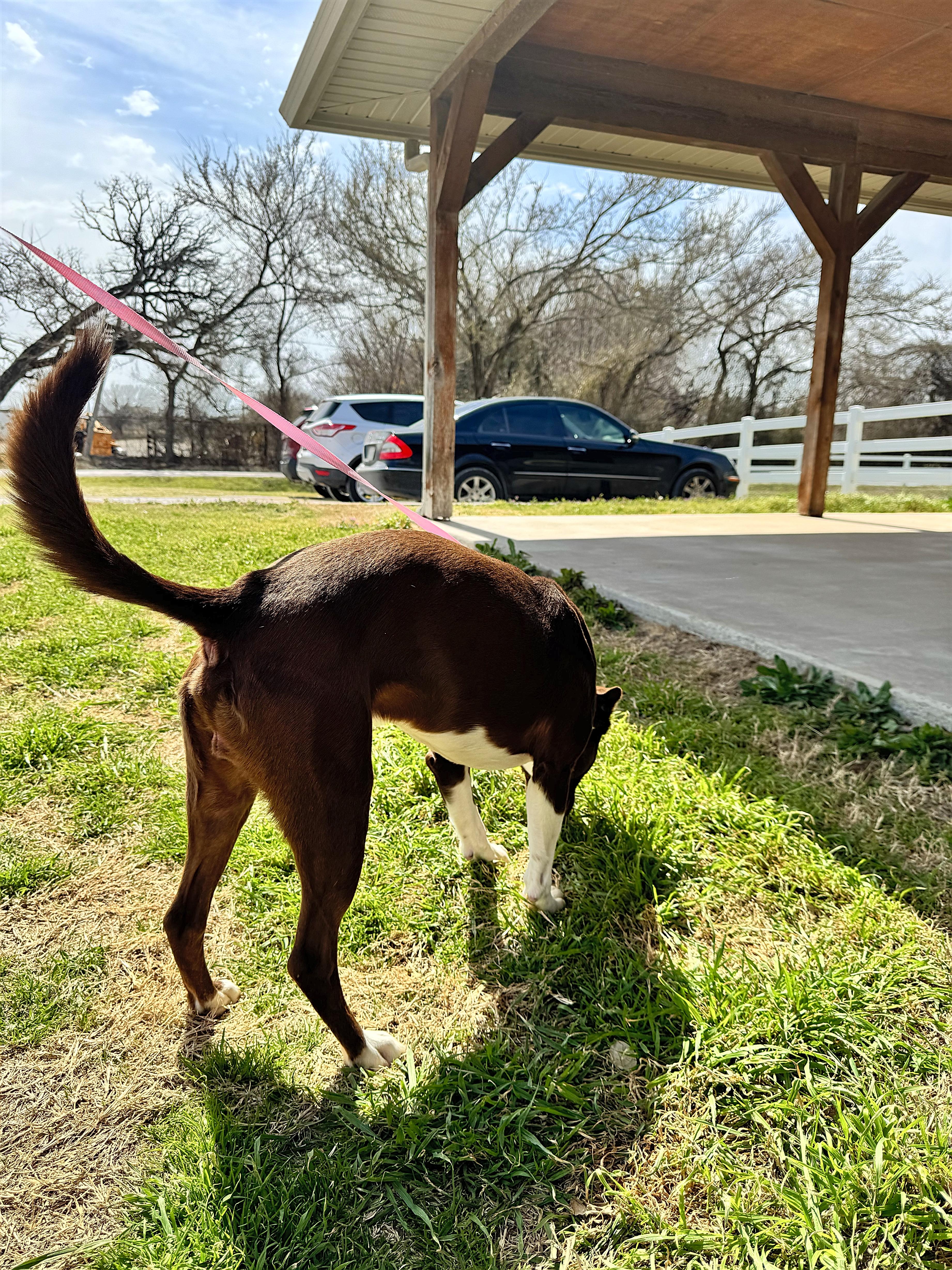 Cooper, a Adoptable mixed breed in Eau Claire, WI image 4/4