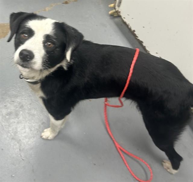 BUSTER, Adoptable, Adult Male Border Collie & Mixed Breed.