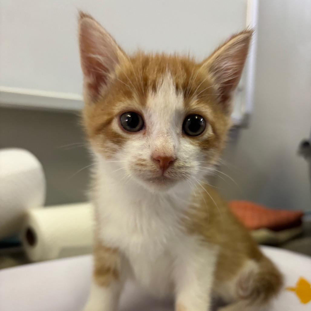 Enlarge Scarlet, a Adoptable Domestic Short Hair in Mocksville, NC image 1/1