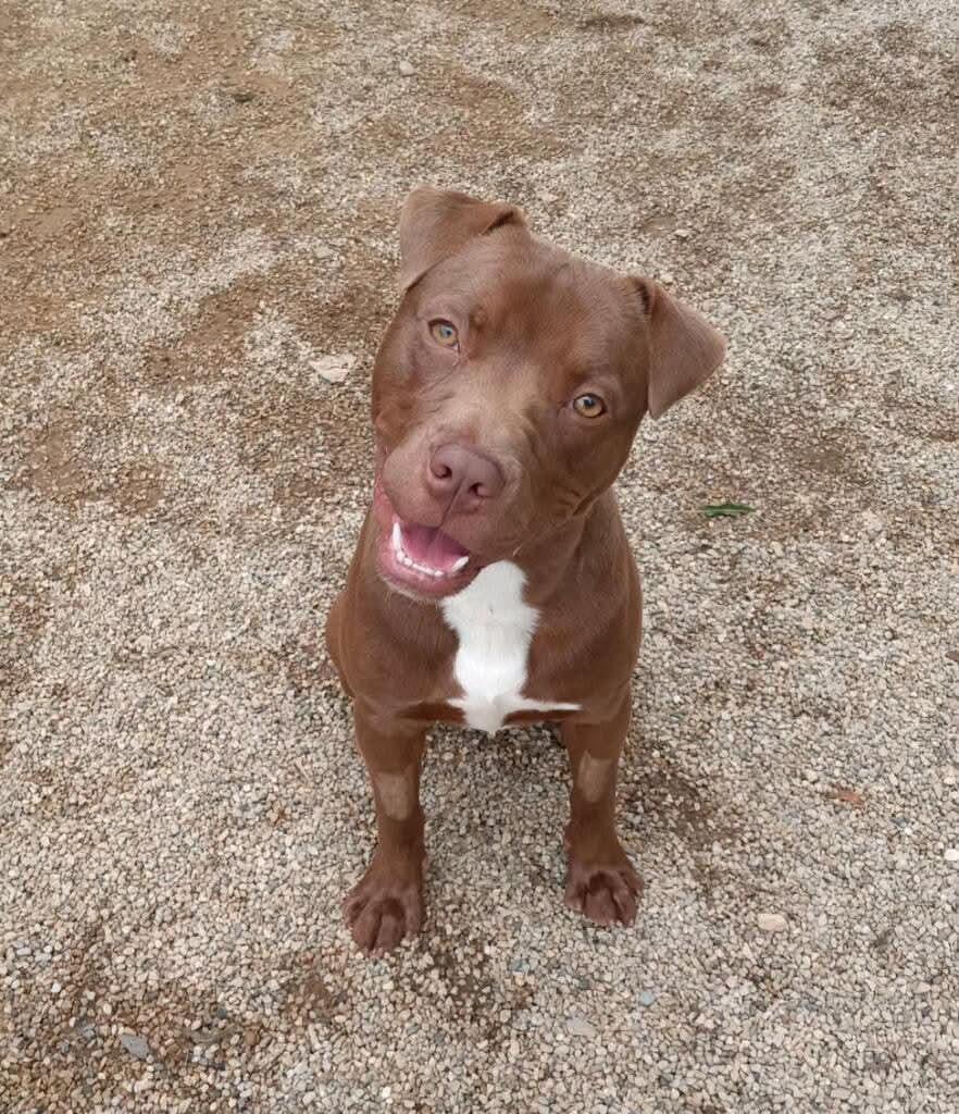 Enlarge Diesel, a Adoptable Pit Bull Terrier in Oconto, WI image 2/3