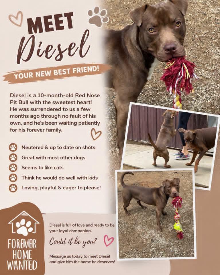 Enlarge Diesel, a Adoptable Pit Bull Terrier in Oconto, WI image 3/3