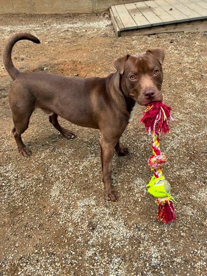 Diesel, Adoptable, Young Male Pit Bull Terrier.