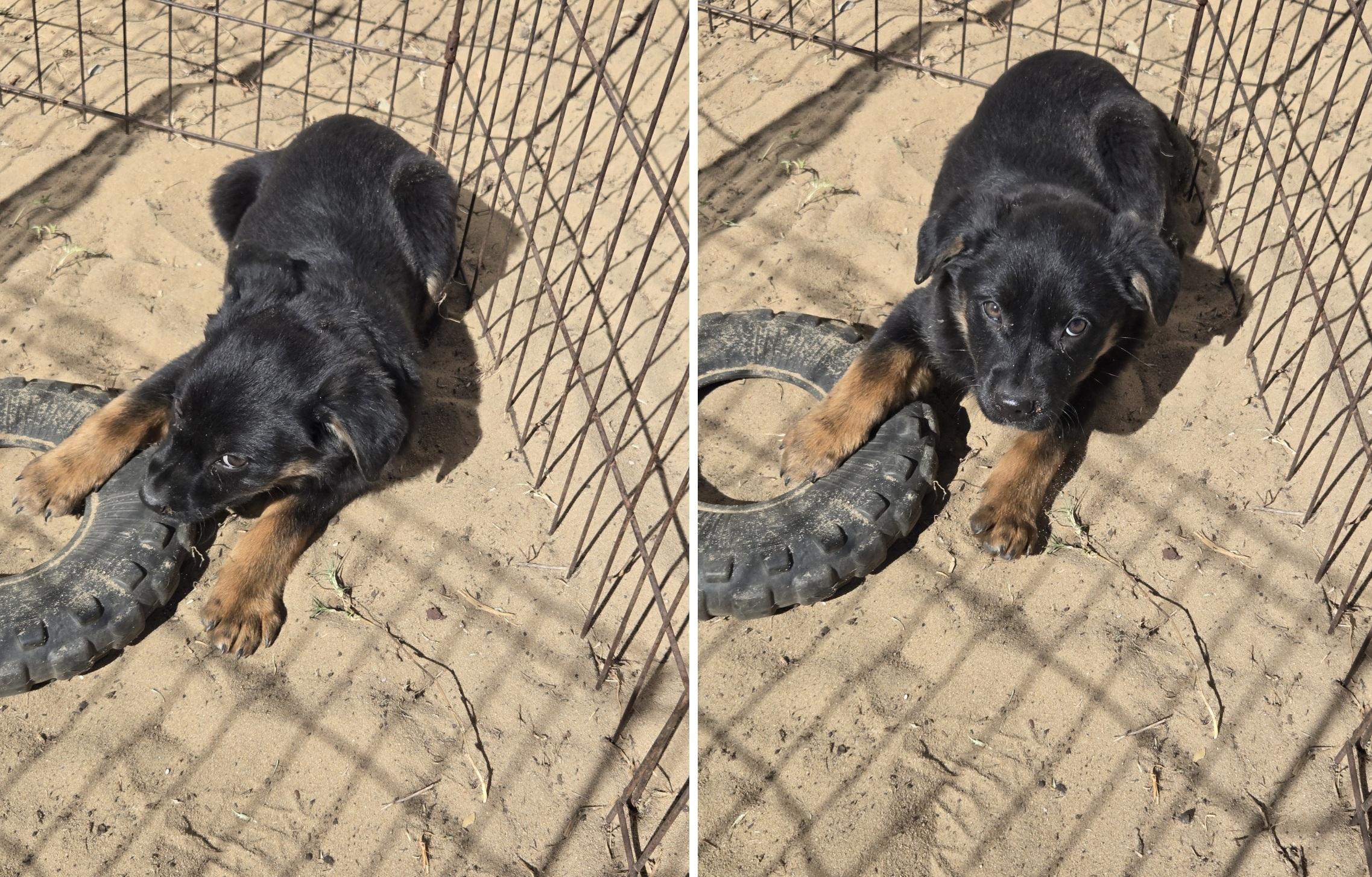 Jasmine, an adopted mixed breed in Orlando, FL image 2/6