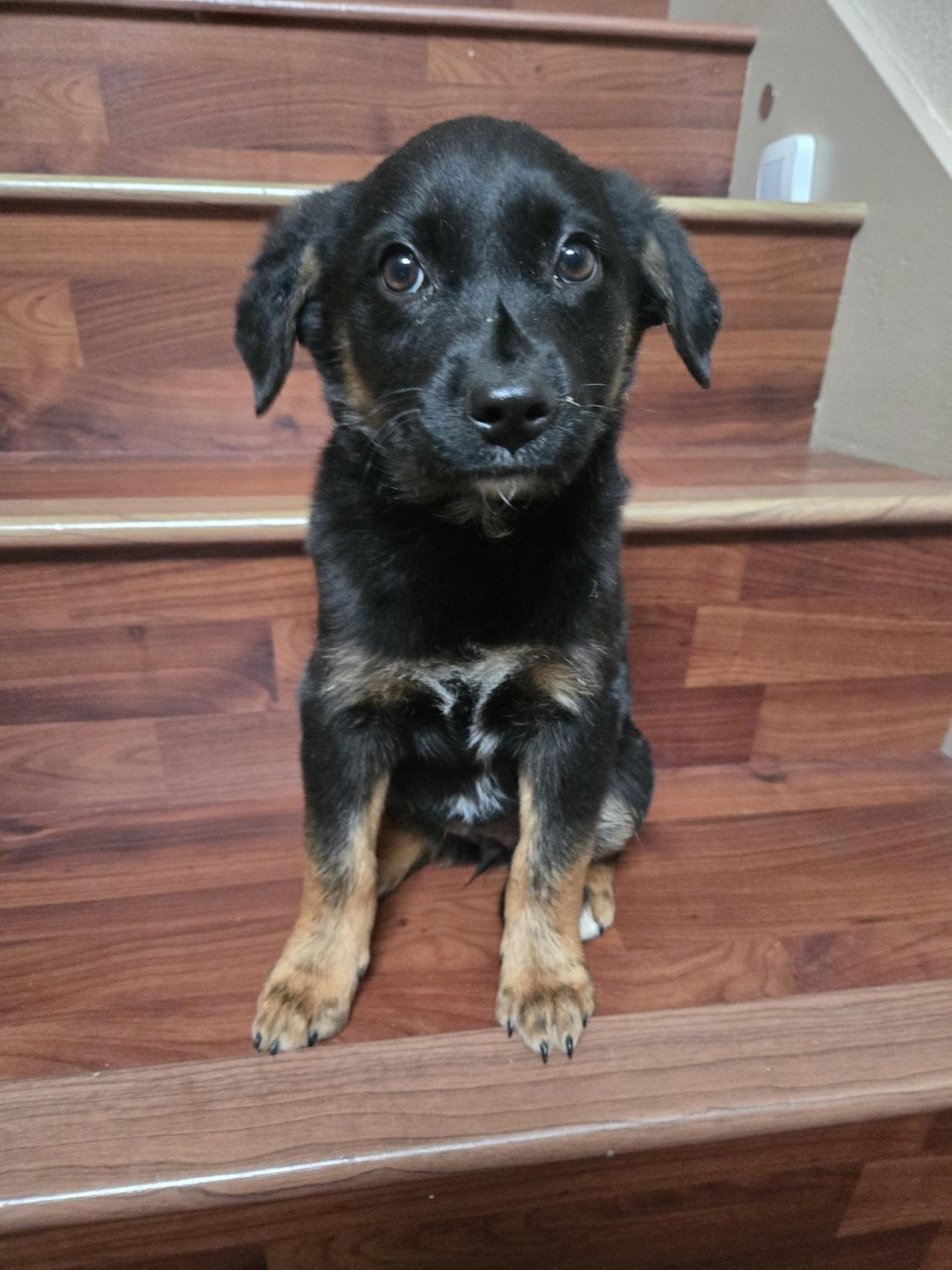 Jasmine, adopted, Puppy Female Shepherd & Rottweiler.