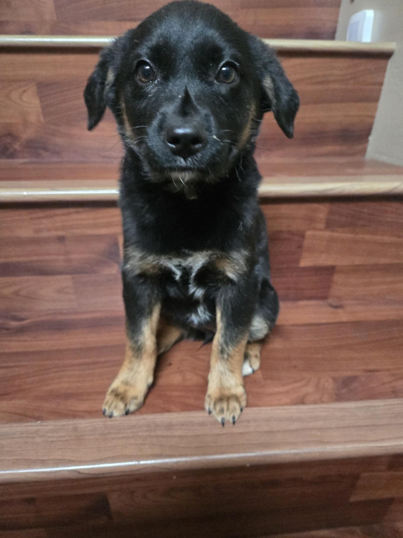 Jasmine, an adopted mixed breed in Orlando, FL image 5/6