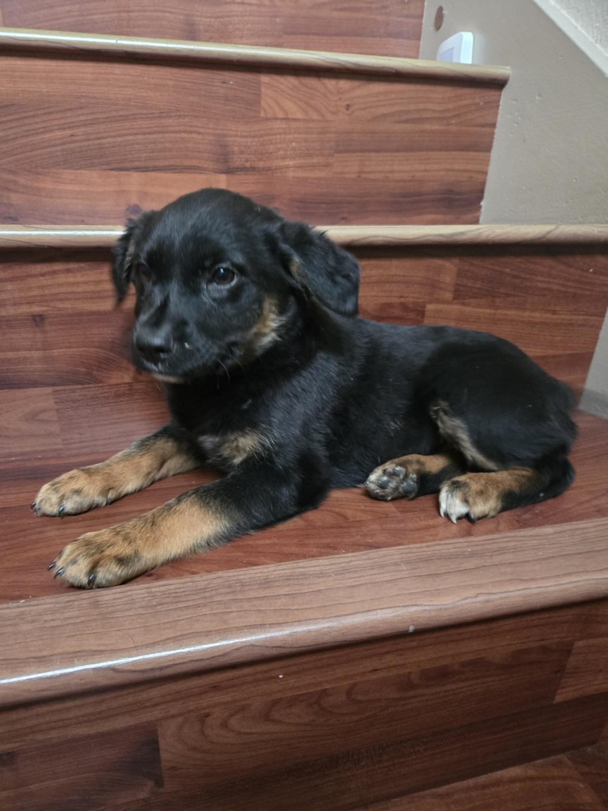 Jasmine, an adopted mixed breed in Orlando, FL image 4/6