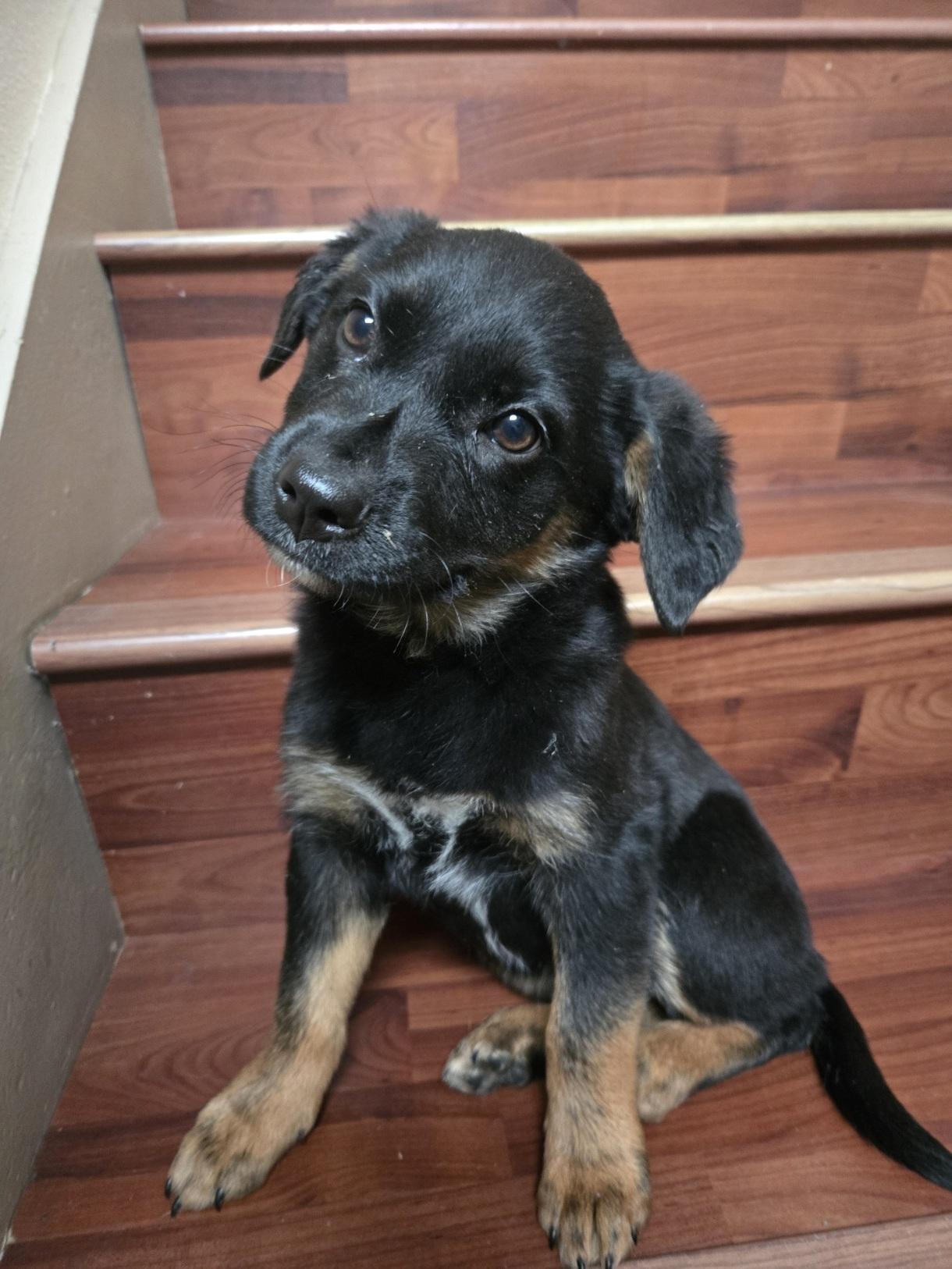 Jasmine, an adopted mixed breed in Orlando, FL image 3/6