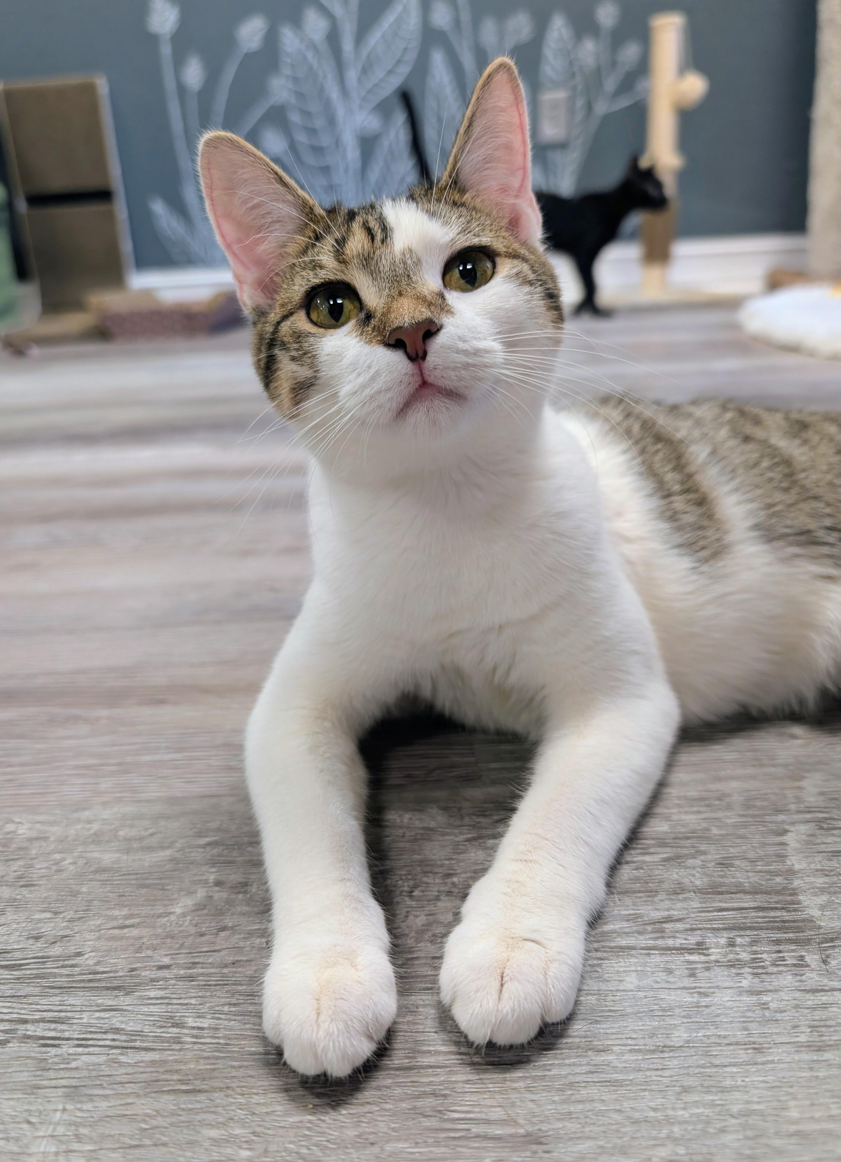 Cindy Lou Who, adopted, Kitten Female Domestic Short Hair.