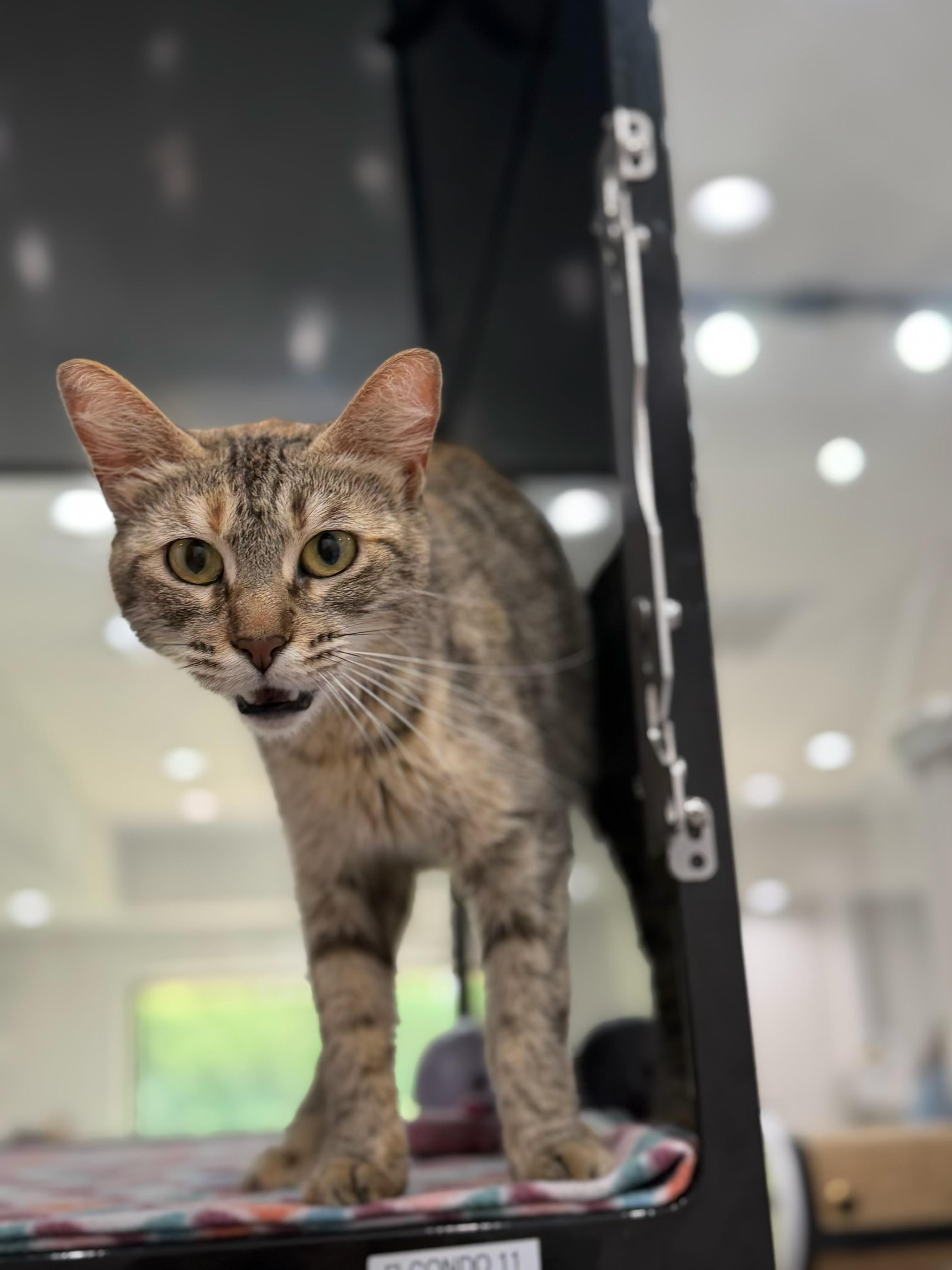Enlarge Carly, an adopted Domestic Short Hair in Sherman, TX image 2/4