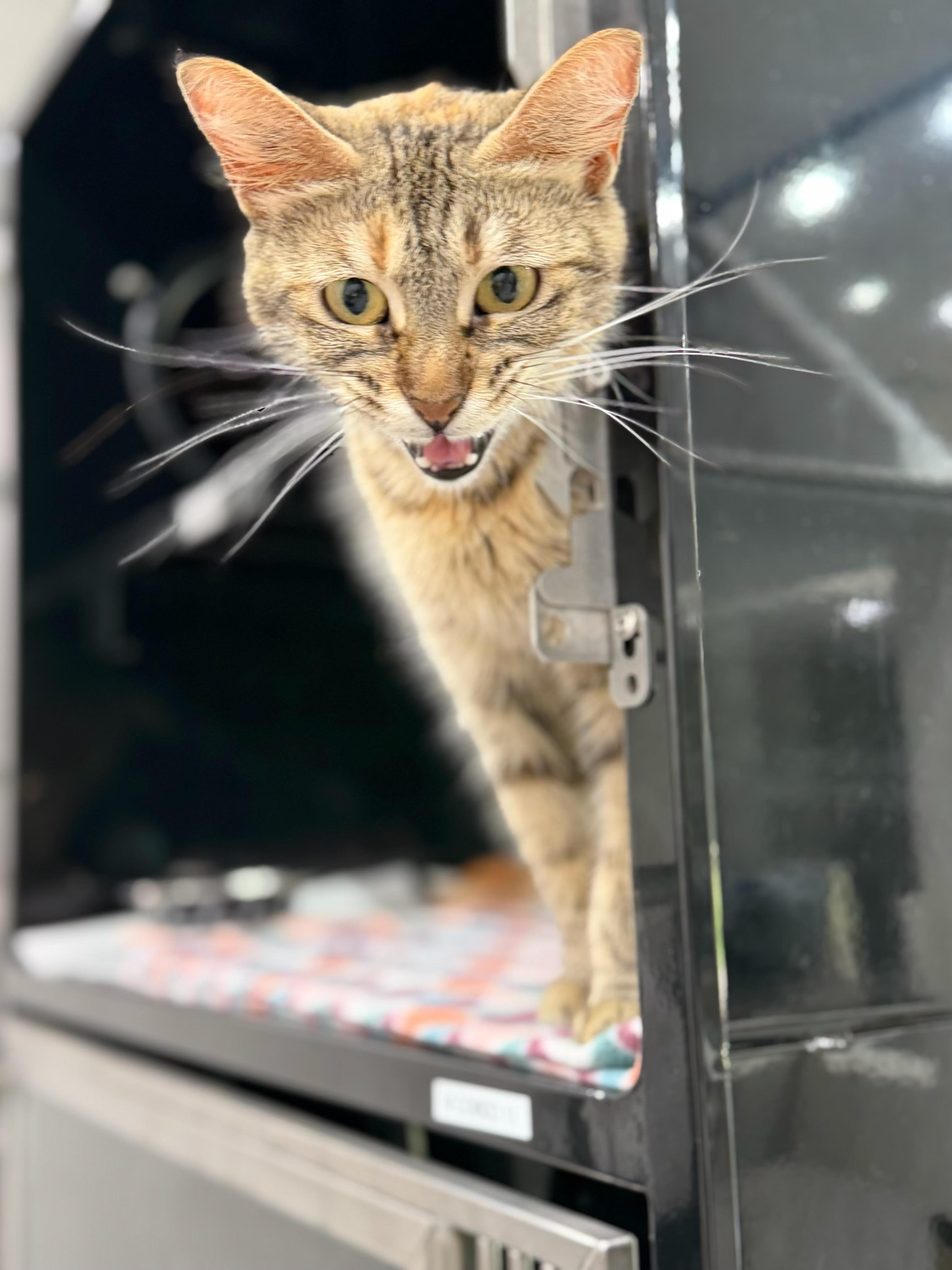 Enlarge Carly, an adopted Domestic Short Hair in Sherman, TX image 4/4