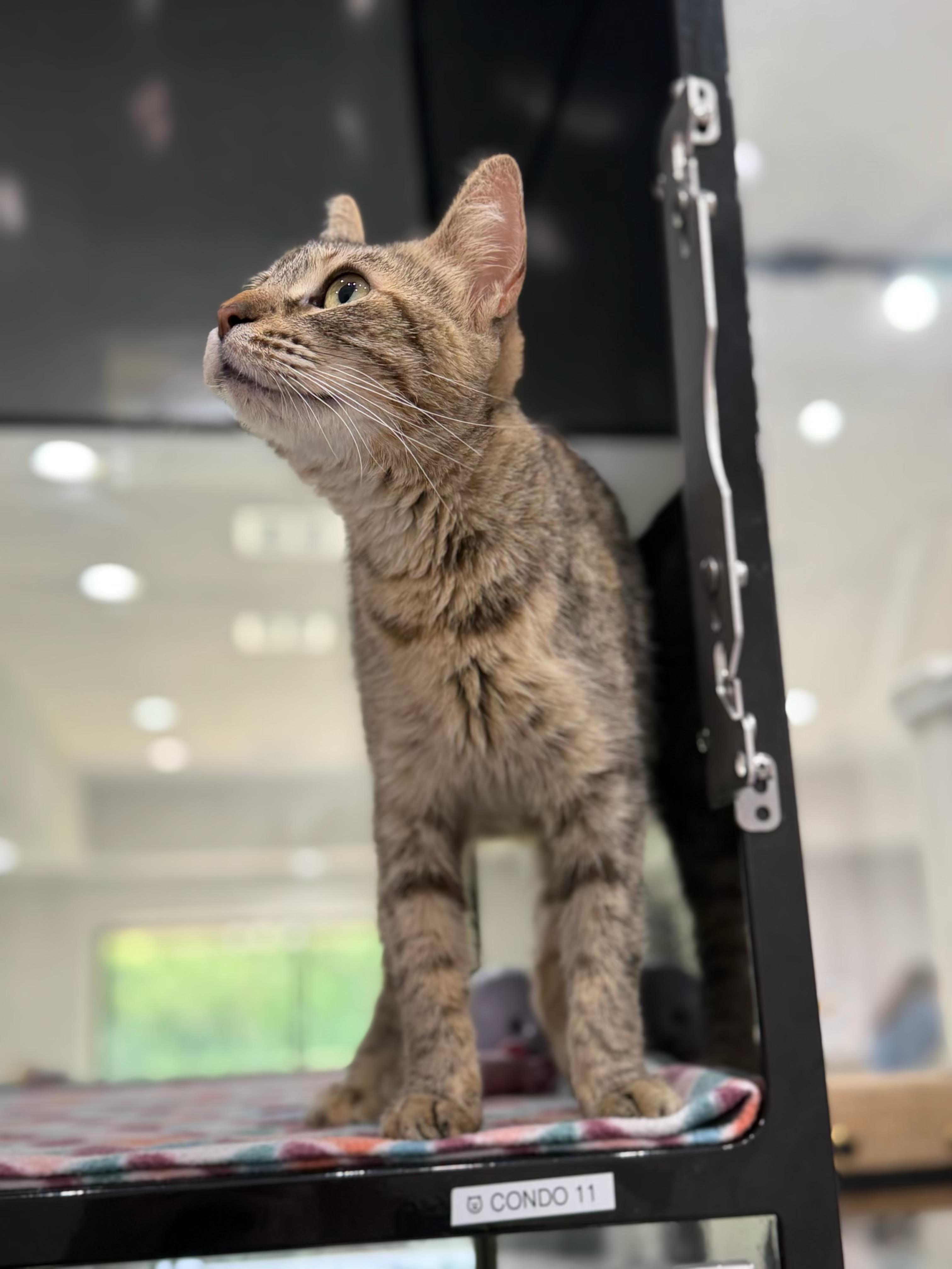 Enlarge Carly, an adopted Domestic Short Hair in Sherman, TX image 3/4