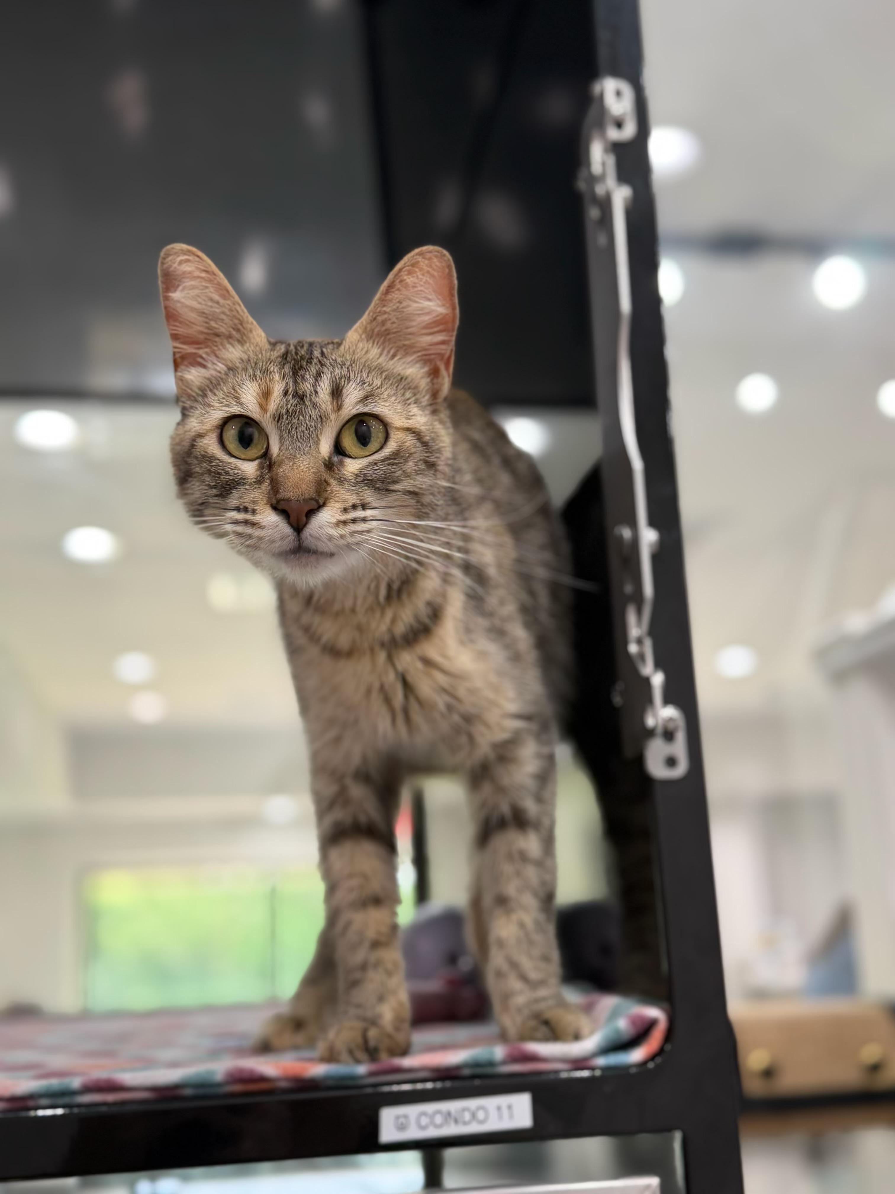 Enlarge Carly, an adopted Domestic Short Hair in Sherman, TX image 1/4