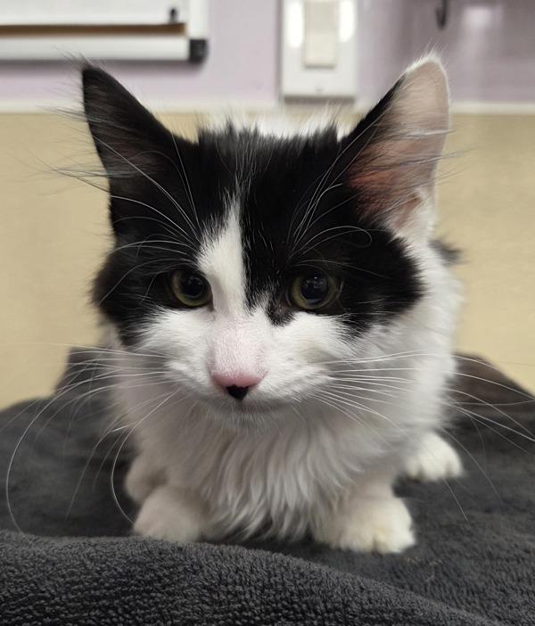 Squeaky Cheese, Adoptable, Kitten Female Domestic Medium Hair.
