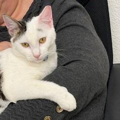 Enlarge Carl, a Adoptable mixed breed in Napa, CA image 1/1