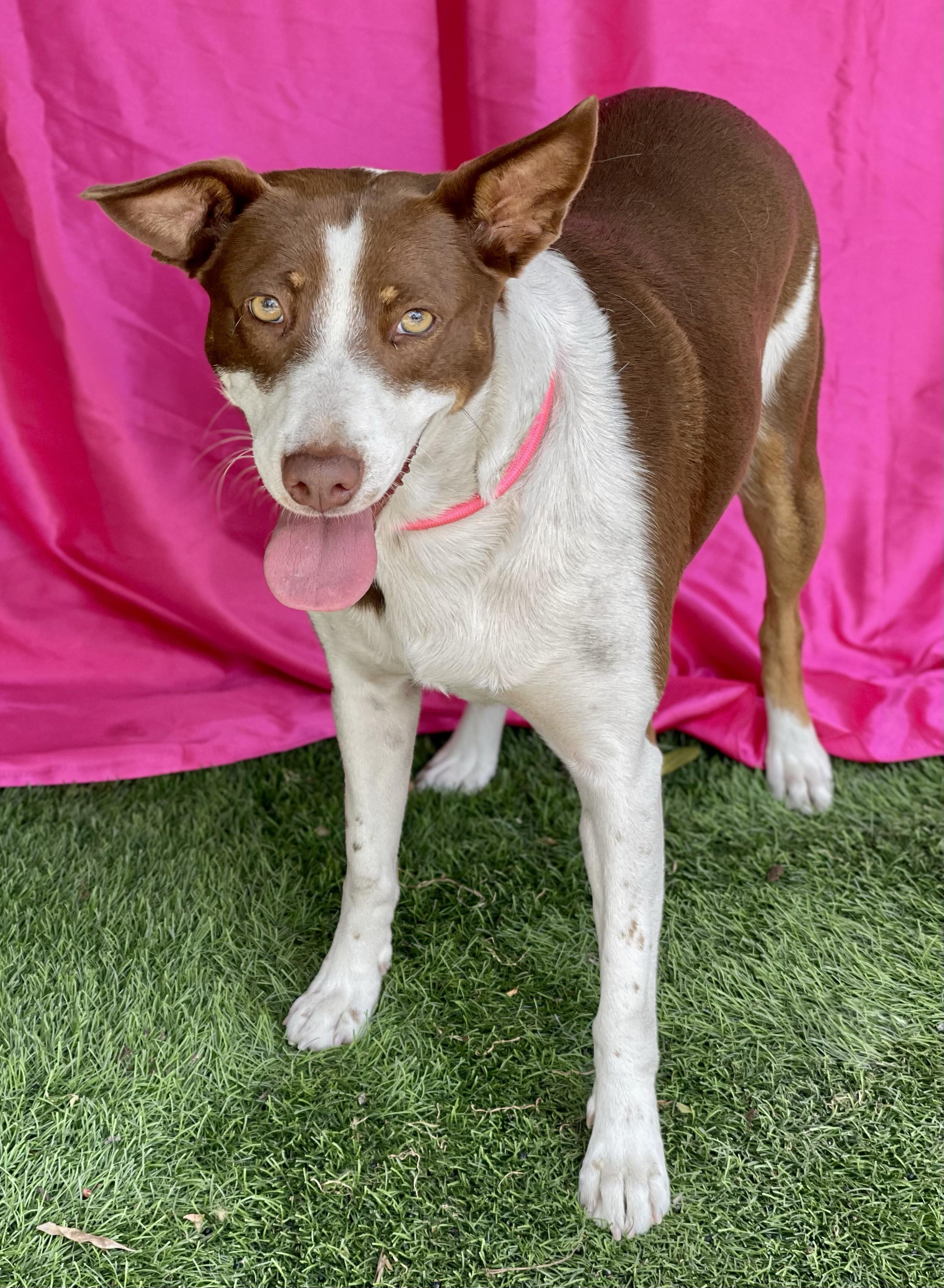 Enlarge ELOISE, a ADOPTABLE mixed breed in Rowland Heights, CA image 2/3