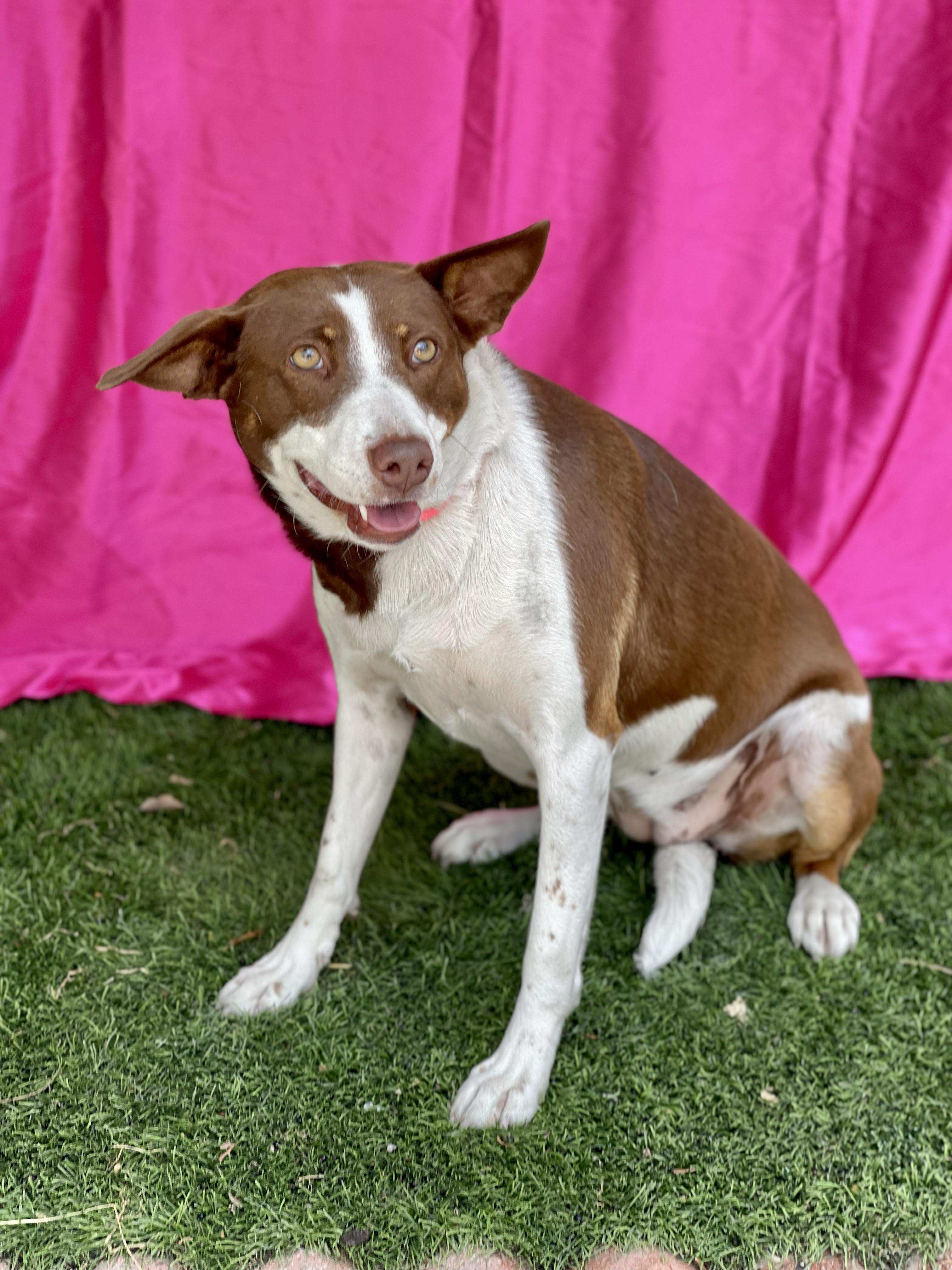 Enlarge ELOISE, a ADOPTABLE mixed breed in Rowland Heights, CA image 3/3
