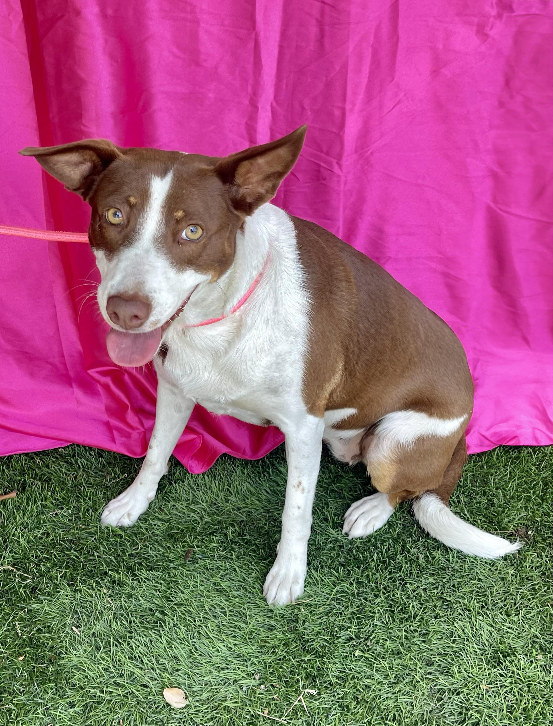 ELOISE, ADOPTABLE, Young Female Australian Kelpie & Collie.