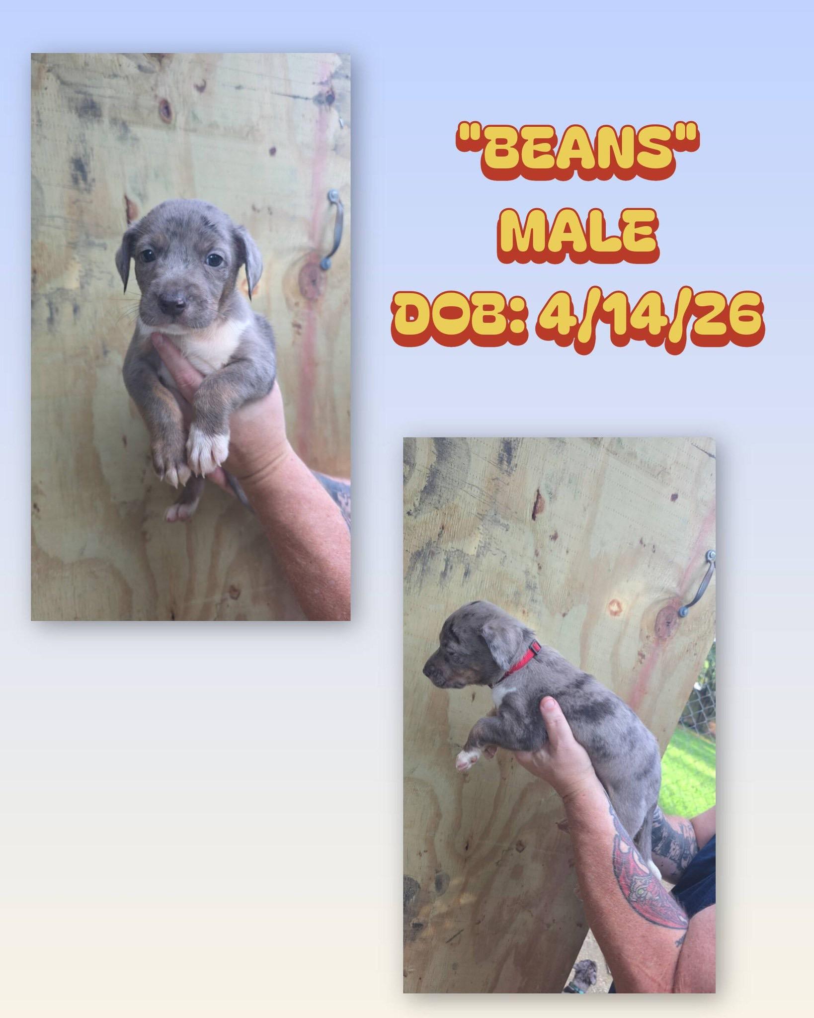 Beans, ADOPTABLE, Puppy Male Catahoula Leopard Dog & Australian Shepherd.
