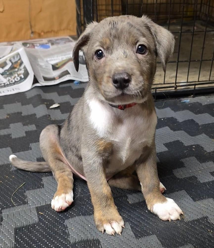 Beans, a ADOPTABLE mixed breed in Baker, LA image 3/3