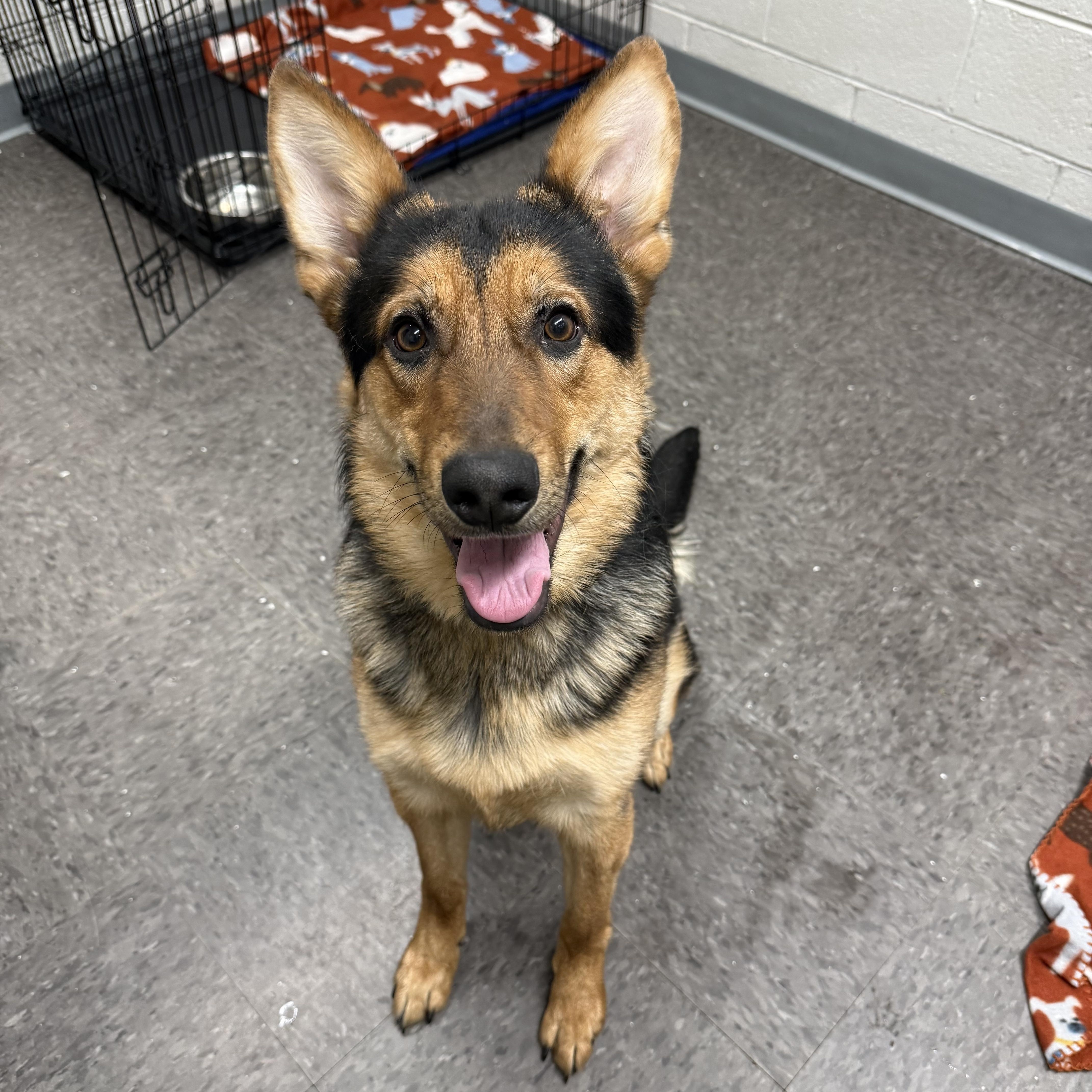 Moose , a ADOPTABLE Shepherd in Homewood, IL image 1/2