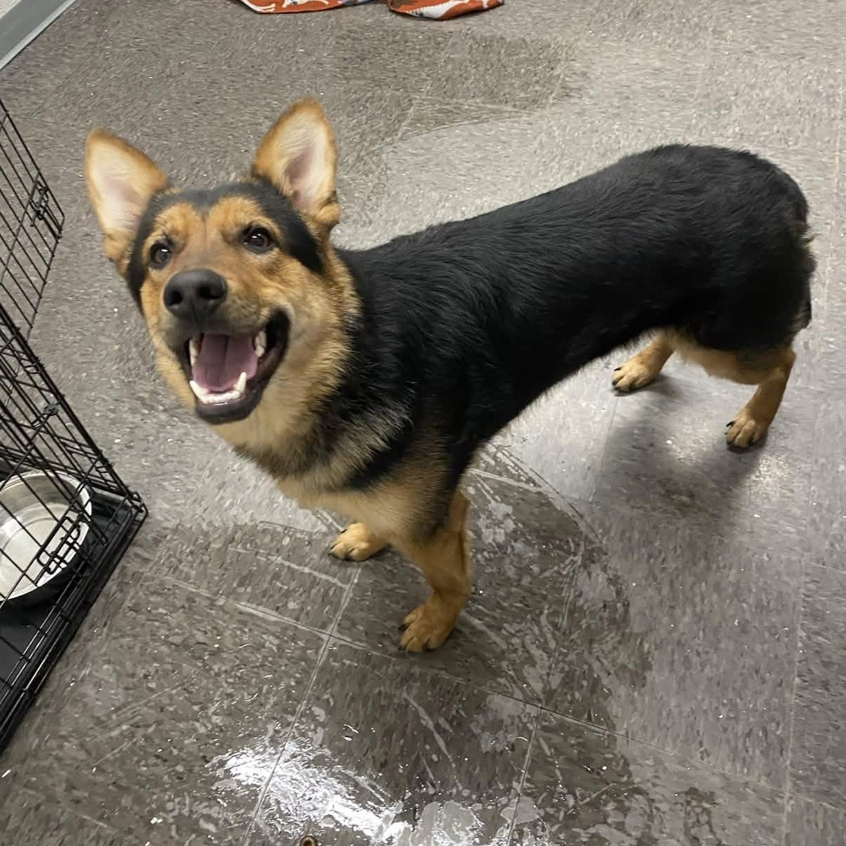 Moose , a ADOPTABLE Shepherd in Homewood, IL image 2/2