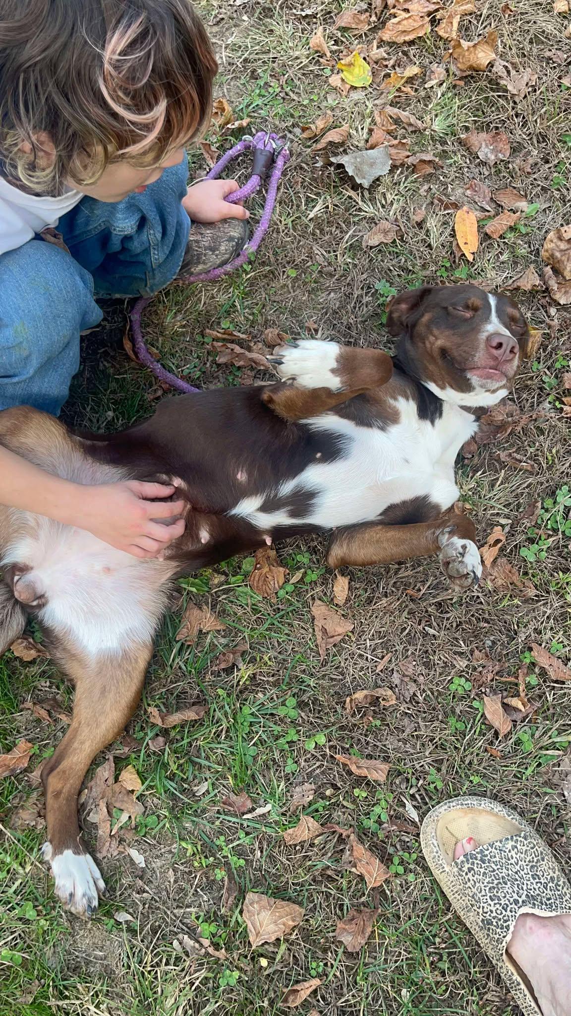 Enlarge Lilly, a Adoptable mixed breed in Knoxville, TN image 2/6