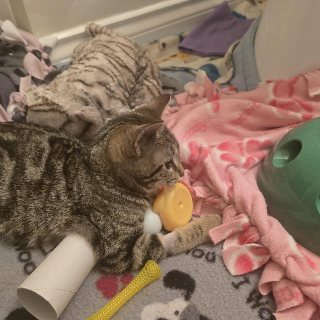 Lyric, Adoptable, Kitten Female Domestic Short Hair.