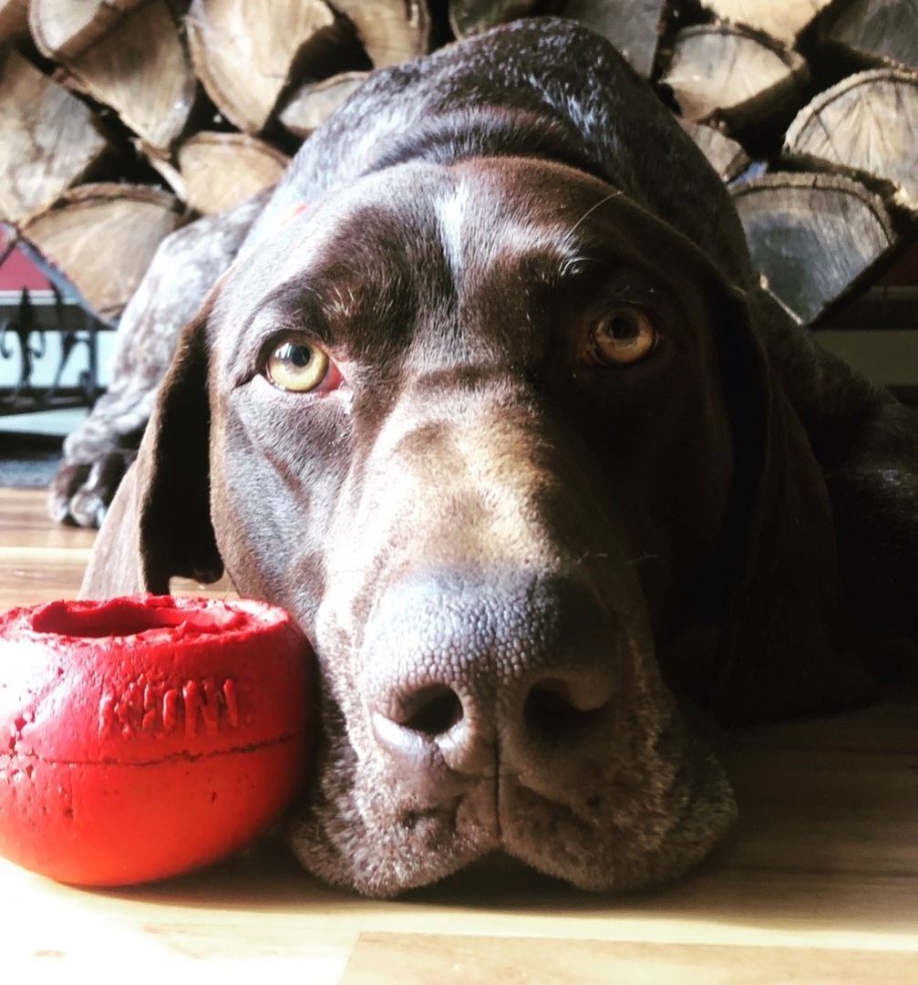 Foster Homes Needed!, Adoptable, Adult Male German Shorthaired Pointer.