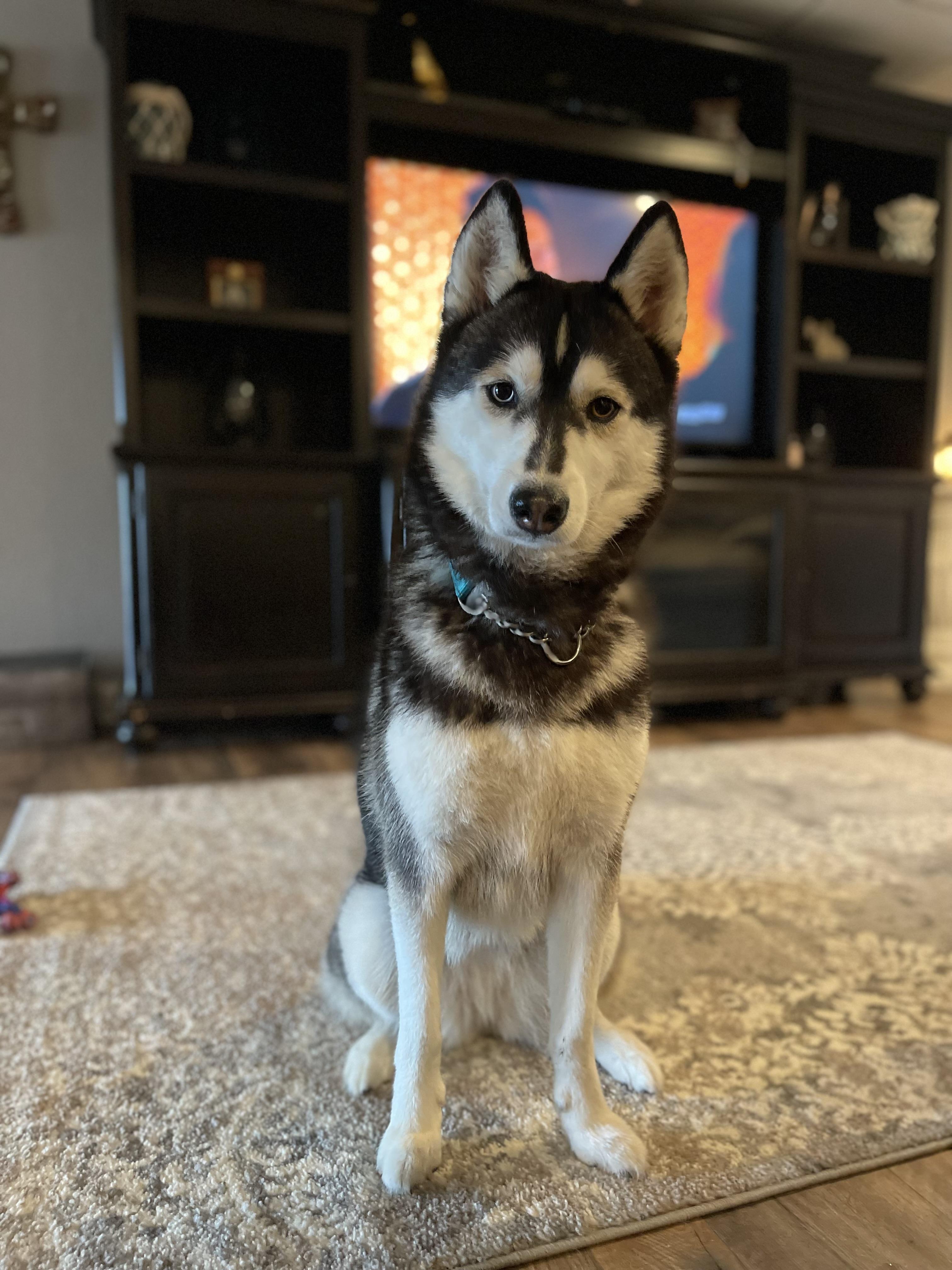 Enlarge Luna, a Adoptable Siberian Husky in Jefferson City, MO image 4/6