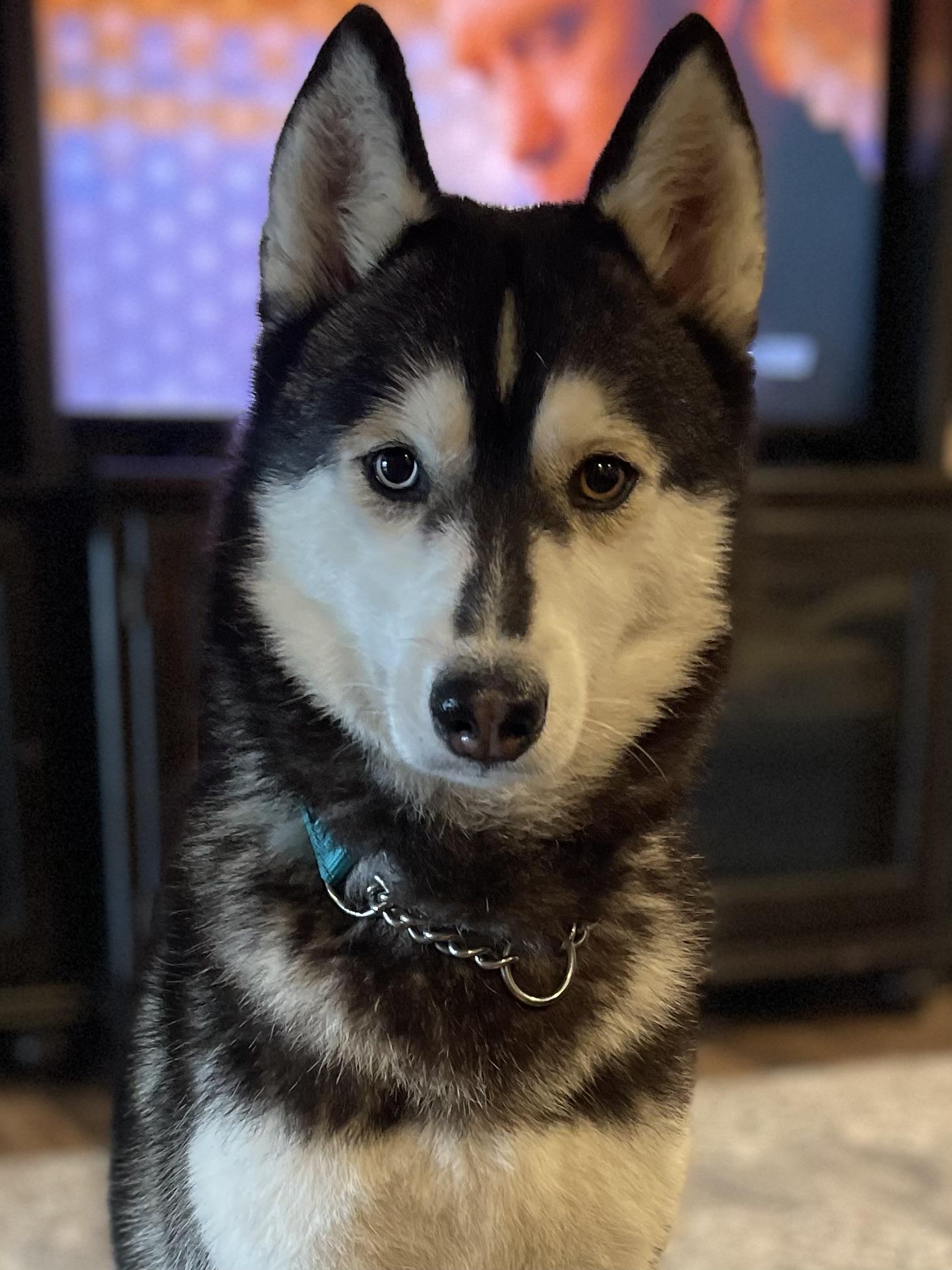 Enlarge Luna, a Adoptable Siberian Husky in Jefferson City, MO image 1/6