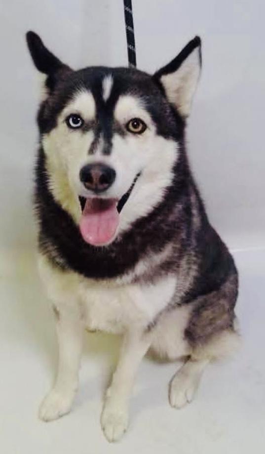 Luna-Coming to MO, Adoptable, Young Female Siberian Husky.