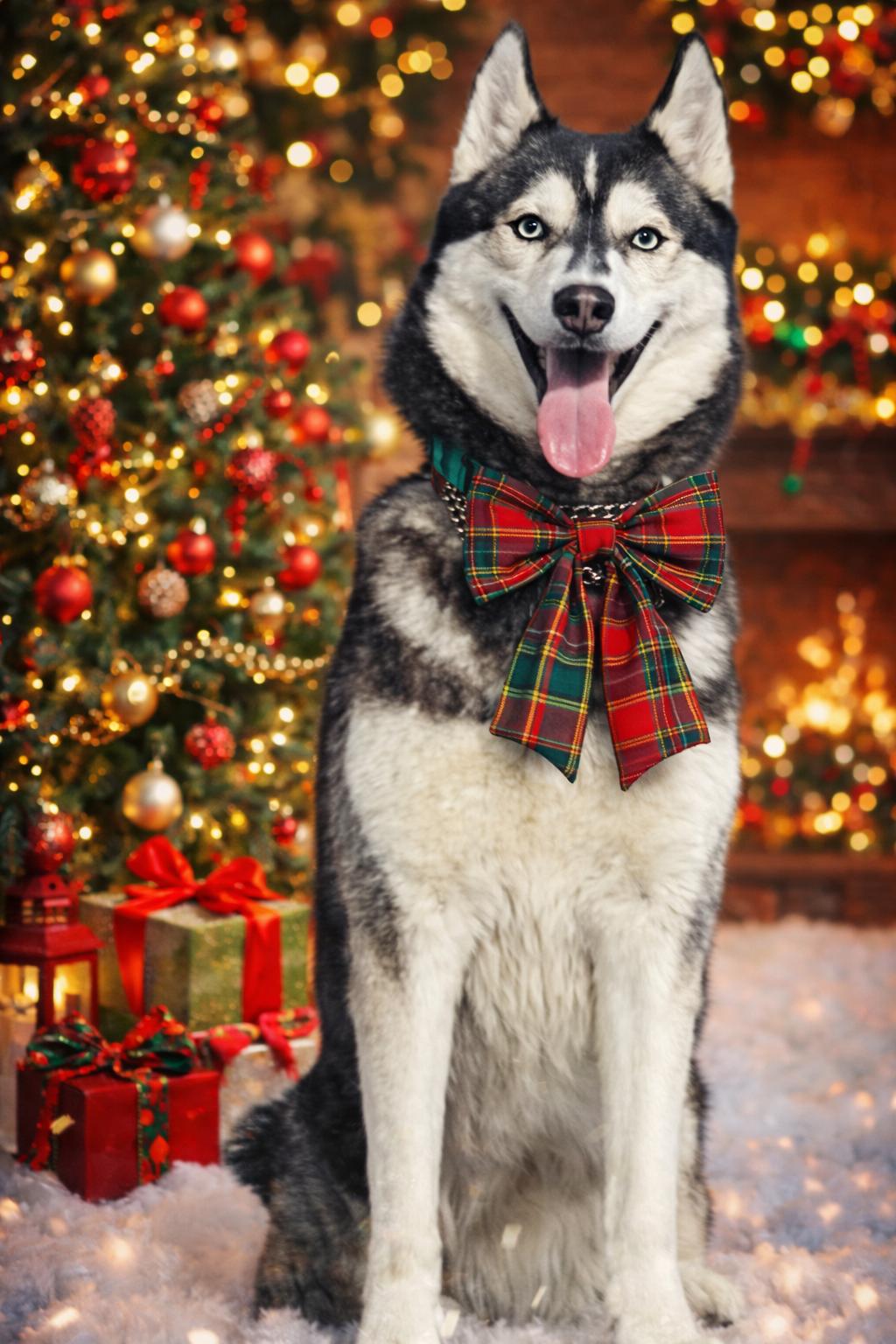 Enlarge Luna, a Adoptable Siberian Husky in Jefferson City, MO image 6/6