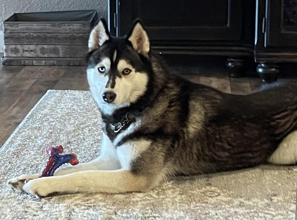 Enlarge Luna, a Adoptable Siberian Husky in Jefferson City, MO image 2/6