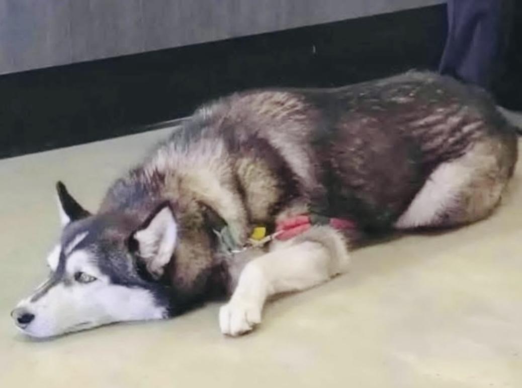 Luna-Coming to MO, a Adoptable Siberian Husky in Jefferson City, MO image 3/3